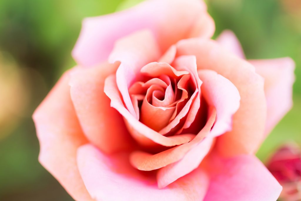 好きな花は…やっぱりバラ！